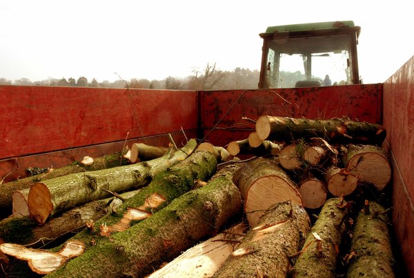 Préservation du bois : mélange térébenthine et huile de lin efficace